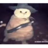 gatos tiktok 10