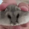 Hamsters Animados 🐹 12