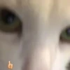 gatos tiktok 11