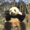 Panditas🐼𖤇1🇲🇽Movi 20