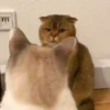 🎵 TIKTOKing 16 🎵  19