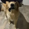 Mami, soy tu vaquero 🤠🎶 17