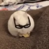 Hamster 🐹 15