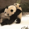 Panditas🐼𖤇1🇲🇽Movi 21