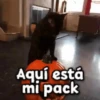 🎃 Halloween Pets 🎃 14