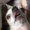 🎵 TIKTOKing 16 🎵  22