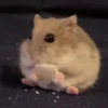 Hamster 🐹 16