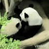 Panditas🐼𖤇1🇲🇽Movi 23