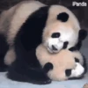 Panditas🐼𖤇1🇲🇽Movi 24