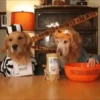 🎃 Halloween Pets 🎃 16