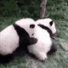 Panditas🐼𖤇1🇲🇽Movi 25