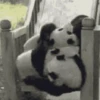 Panditas🐼𖤇1🇲🇽Movi 26