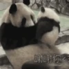 Panditas🐼𖤇1🇲🇽Movi 27