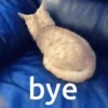 BYE BYE 👋 14