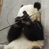 Panditas🐼𖤇1🇲🇽Movi 28