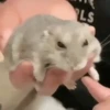 Hamsters Animados 🐹 17
