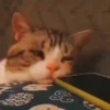 Michi Triste 14