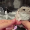 Hamsters Animados 🐹 18