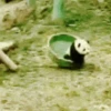 Panditas🐼𖤇1🇲🇽Movi 29