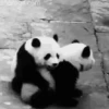 Panditas🐼𖤇1🇲🇽Movi 30