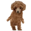 MISO pup 🐶💛🧡. mov 5