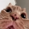 Gatitos memes 1.0😻 5