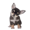 MISO pup 🐶💛🧡. mov 8