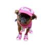 MISO pup 🐶💛🧡. mov 9