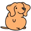 Perro Bachicha 5