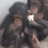 Monitos🐒💞1🇵🇪Movi 7