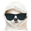 MISO pup 🐶💛🧡. mov 10