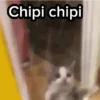 Gato Chipi Chipi 2 5