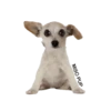 MISO pup 🐶💛🧡. mov 11