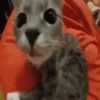 Gatitos memes 1.0😻 6