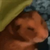 Hamsters Mov 🐹 5
