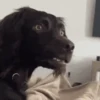 Perritos para el chat🐶 5