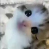 Gatitos memes 1.0😻 8