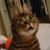 Gatitos memes 1.0😻 9