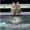 Gatitos Locos 2😼 5