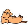 Perro Bachicha 6