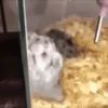 Hamsters Mov 🐹 6