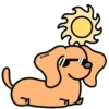 Perro Bachicha 7