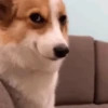 Perritos para el chat🐶 9