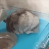 Hamsters Mov 🐹 7