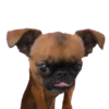 MISO pup 🐶💛🧡. mov 14