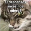 Gatitos Locos 2😼 7