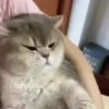 Gatitos memes 1.0😻 10