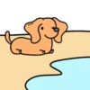 Perro Bachicha 8