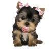 MISO pup 🐶💛🧡. mov 16