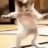 Gatitos memes 1.0😻 11